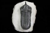 Morocconites Trilobite - Large Specimen #72705-1